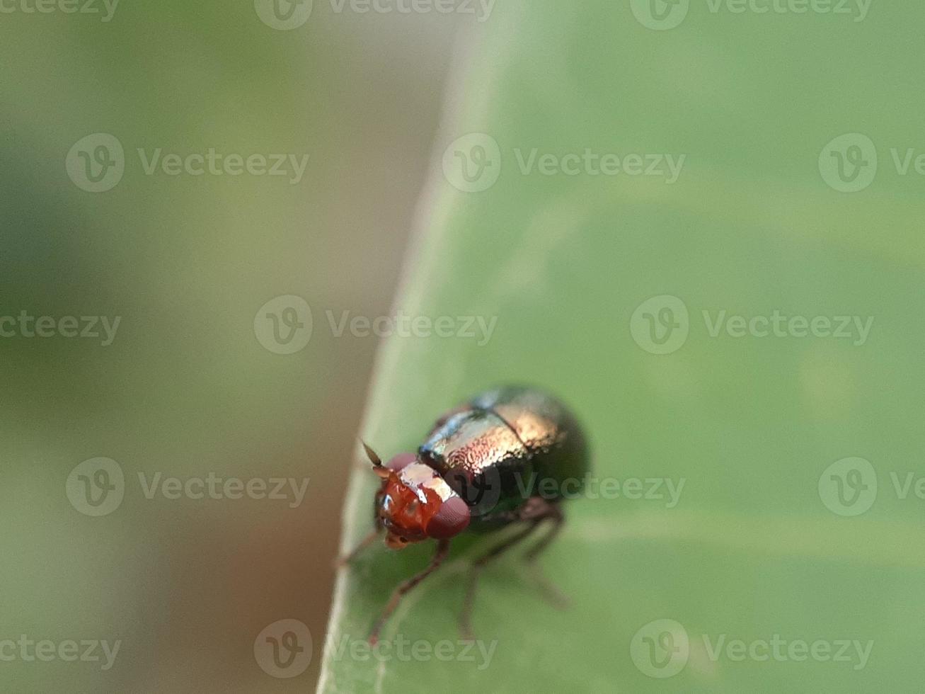 Insect on green leaf photo