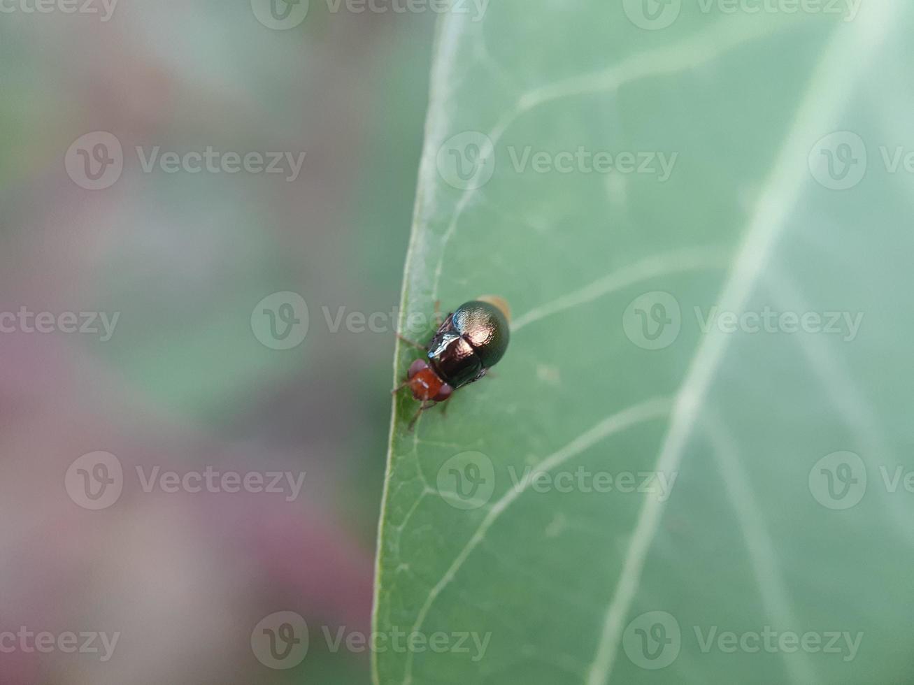 Insect on green leaf photo