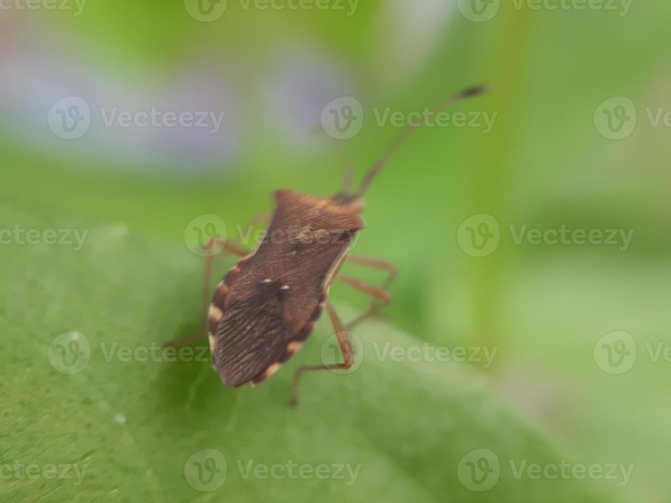 insecto en hoja verde foto