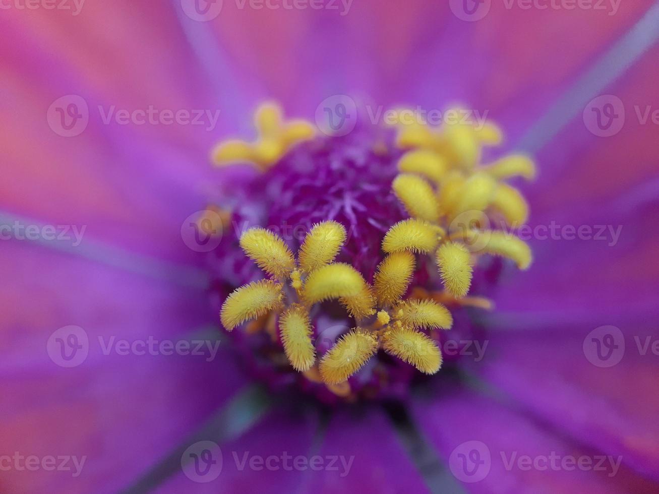 Purple flower with yellow pistils photo