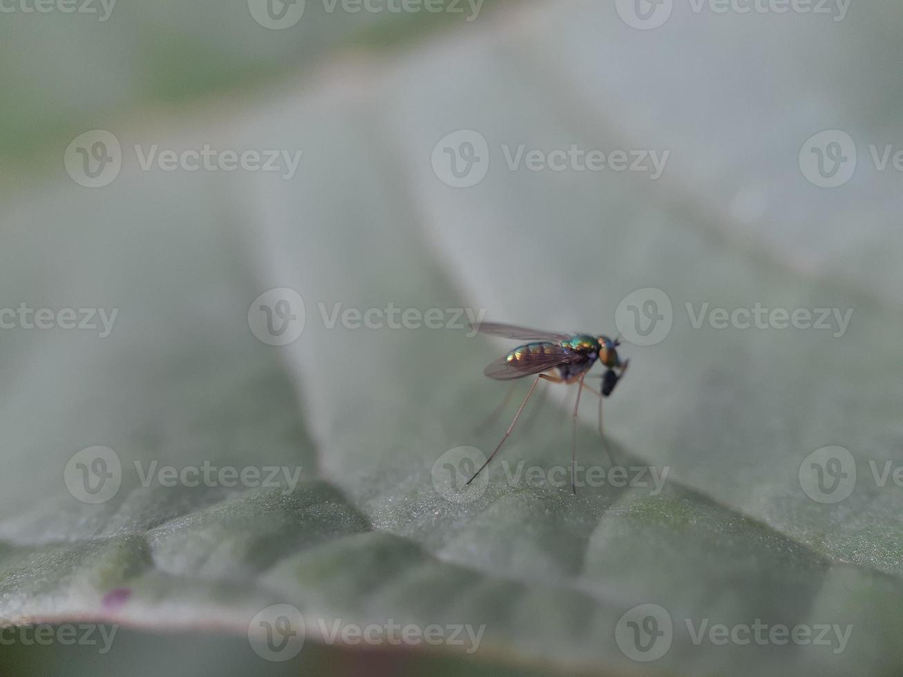 Insect on green leaf photo