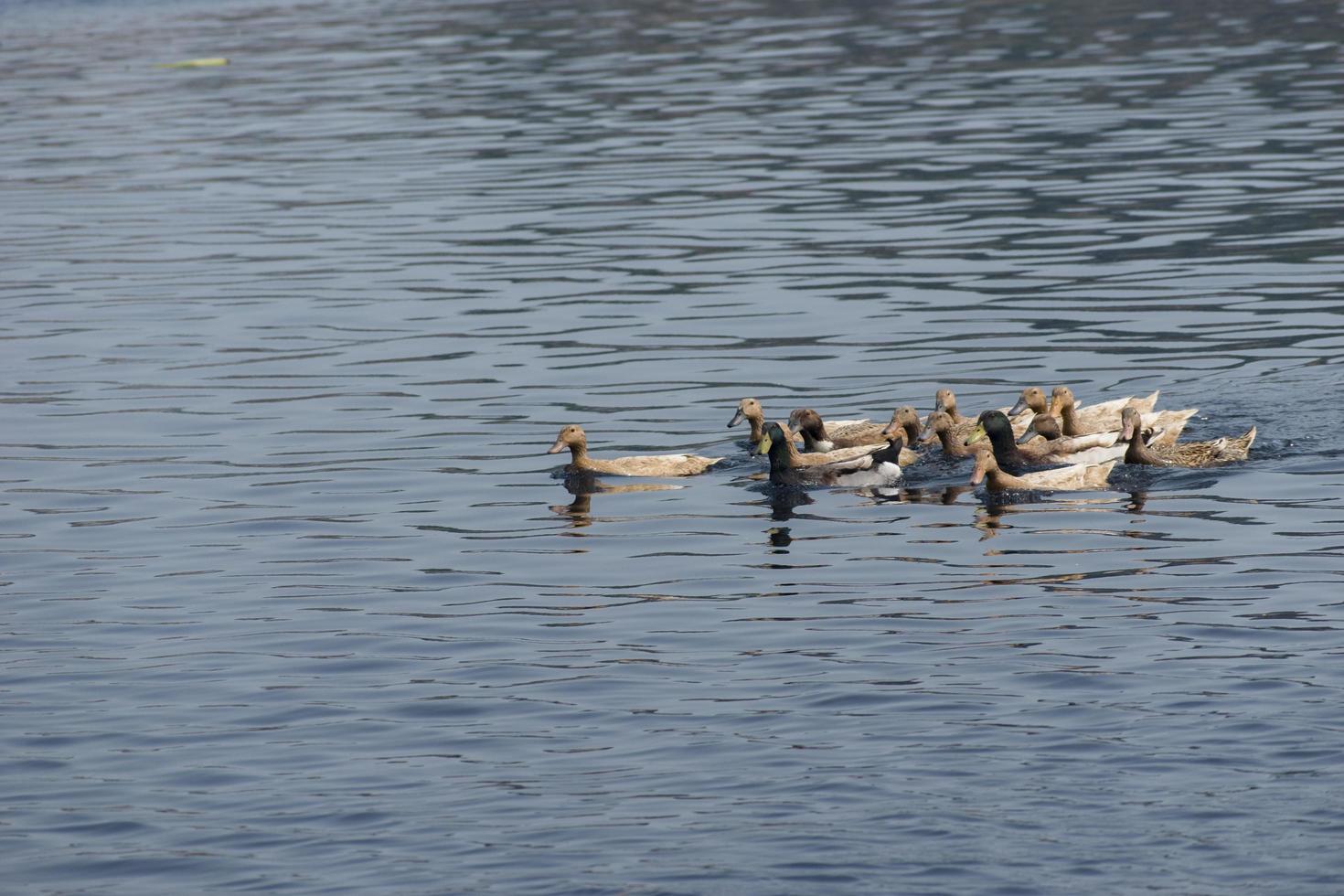 Bird Hybrids, muscovy Duck x Mallard photo