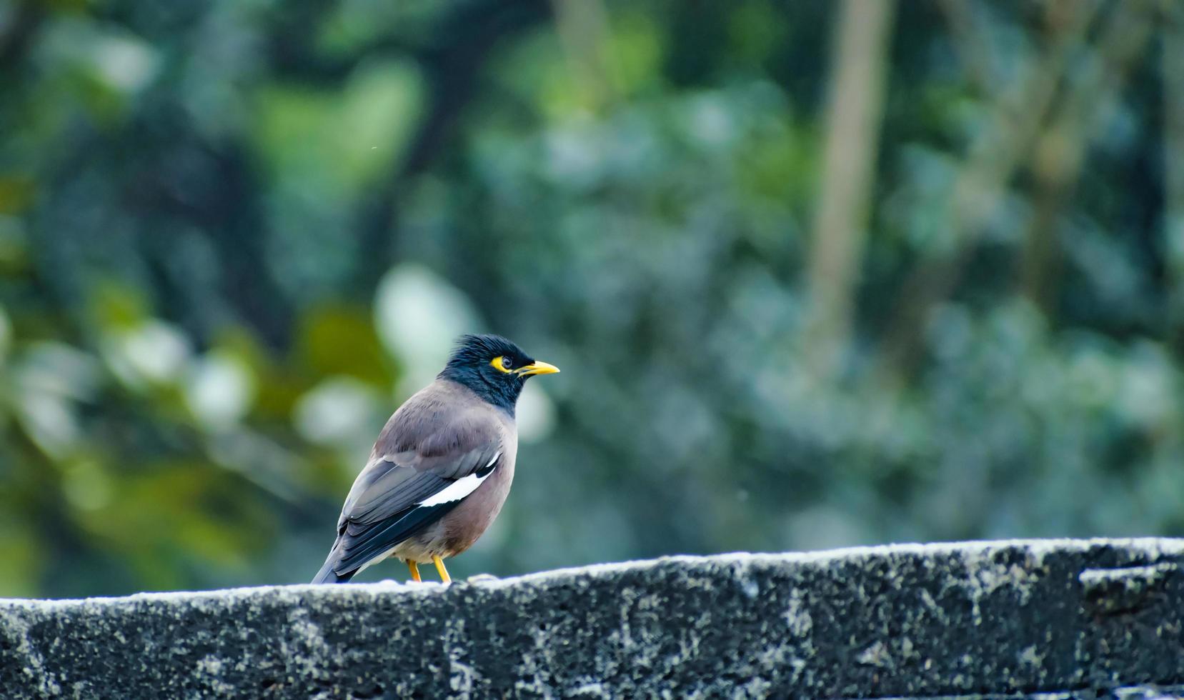 Common myna in Bangladesh. photo