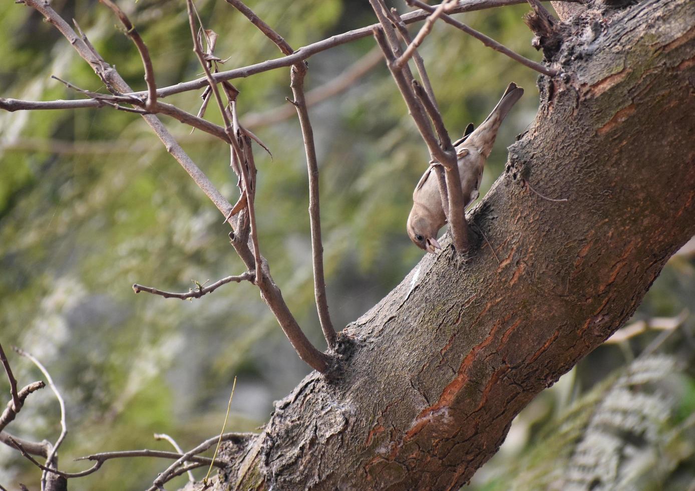 Yellow throated sparrow. photo