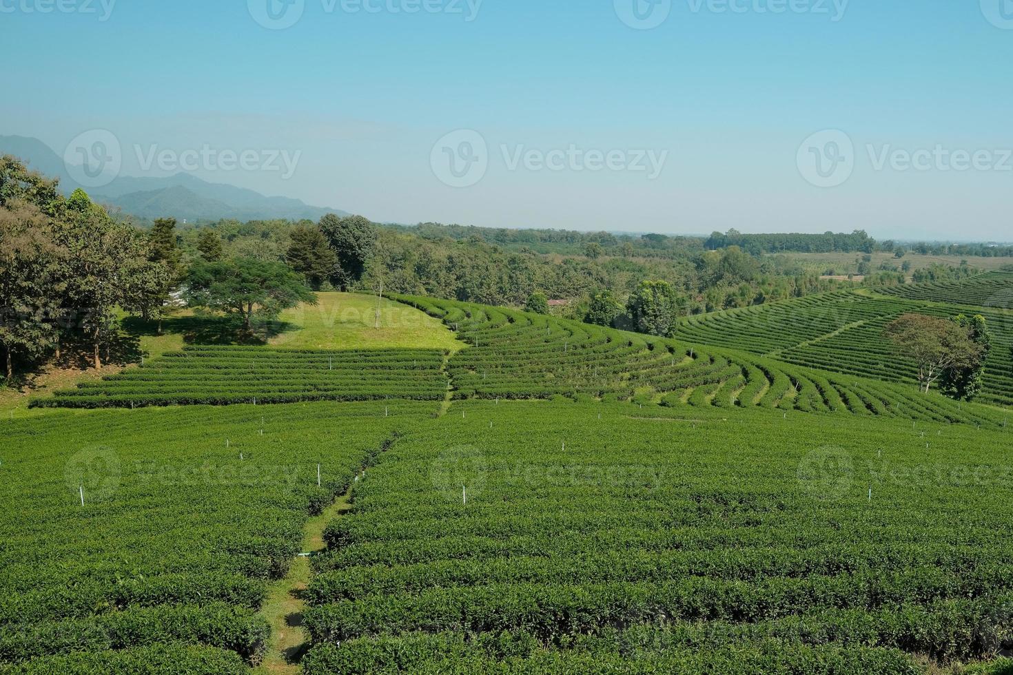 Scenery of agriculture field and irrigation of beautiful green tea plantation, tourism farmland on natural hill in Chiang Rai Thailand, countryside landscape and mountain wide views, spring travel. photo