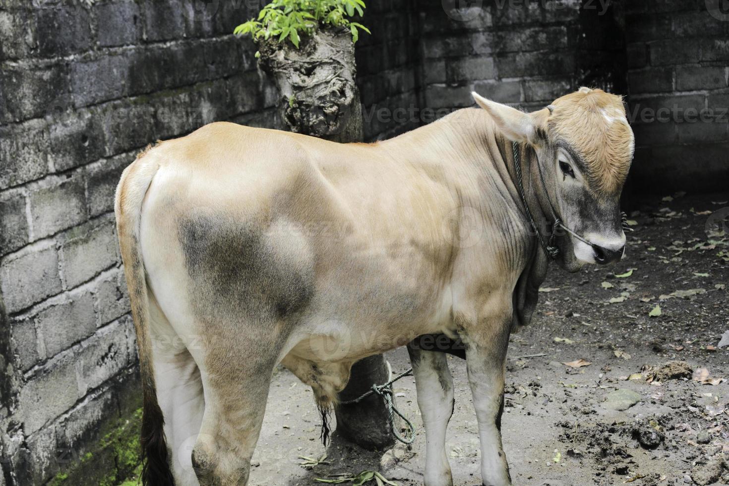 Young Ongole Crossbred cattle or Javanese Cow or Bos taurus is the largest cattle in Indonesia in traditional farm, Indonesia. Traditional livestock breeding. photo