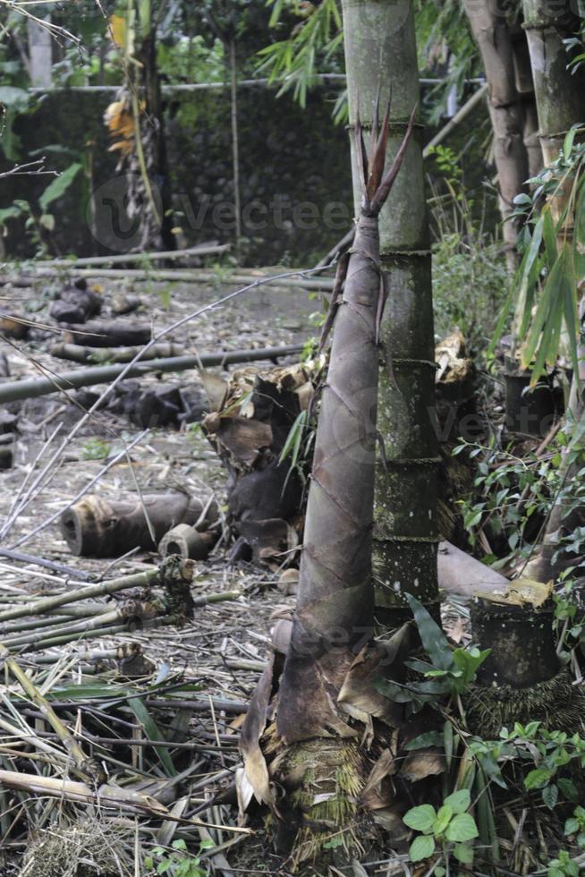 bamboo shoot or bamboo sprout that come out and growing from the ground photo