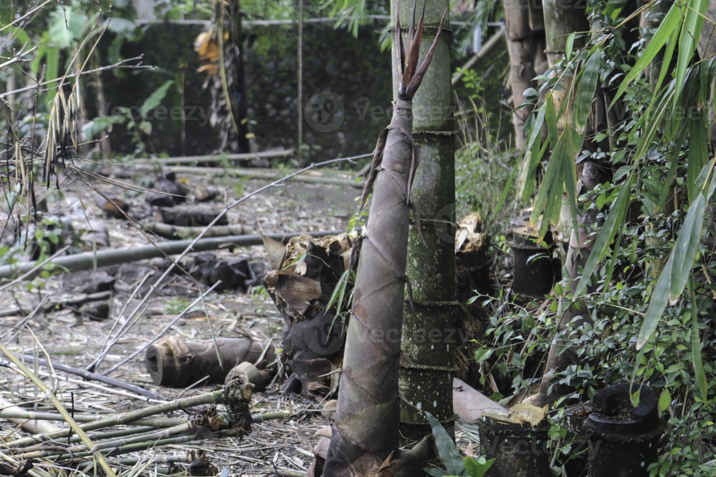 bamboo shoot or bamboo sprout that come out and growing from the ground photo