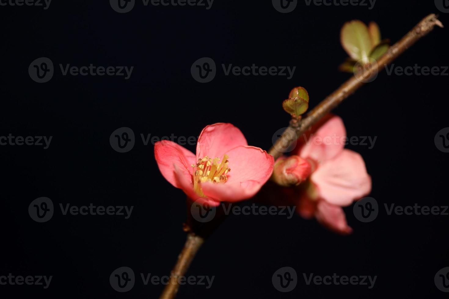 Red flower blossom close up chaenomeles speciosa family rosaceae background modern high quality big sizes metal prints photo