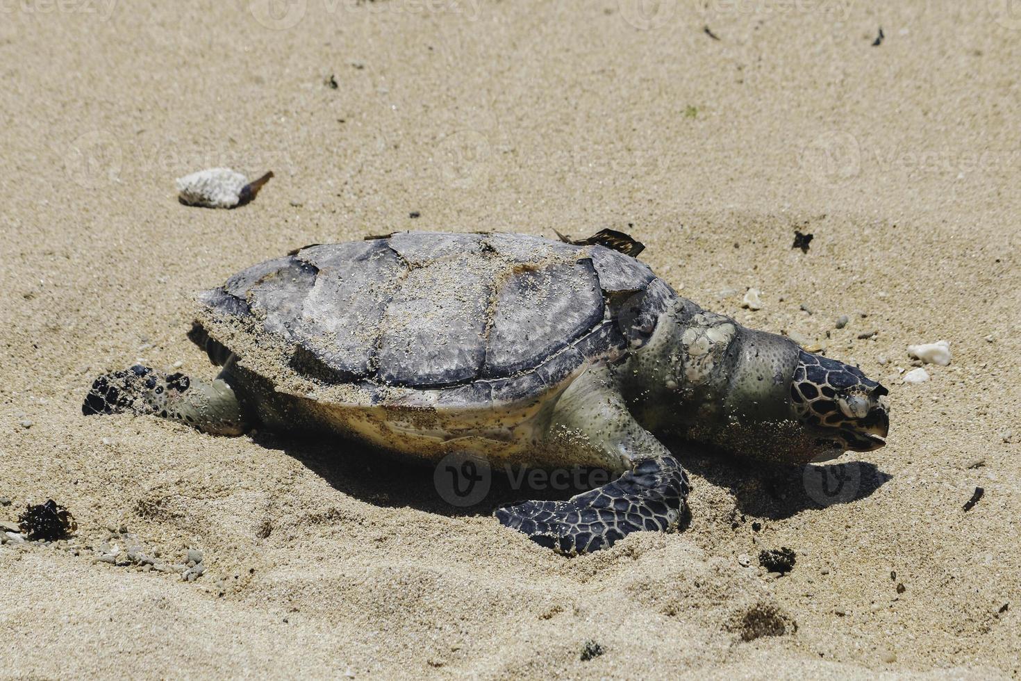 Dead sea turtle body on sand beach photo