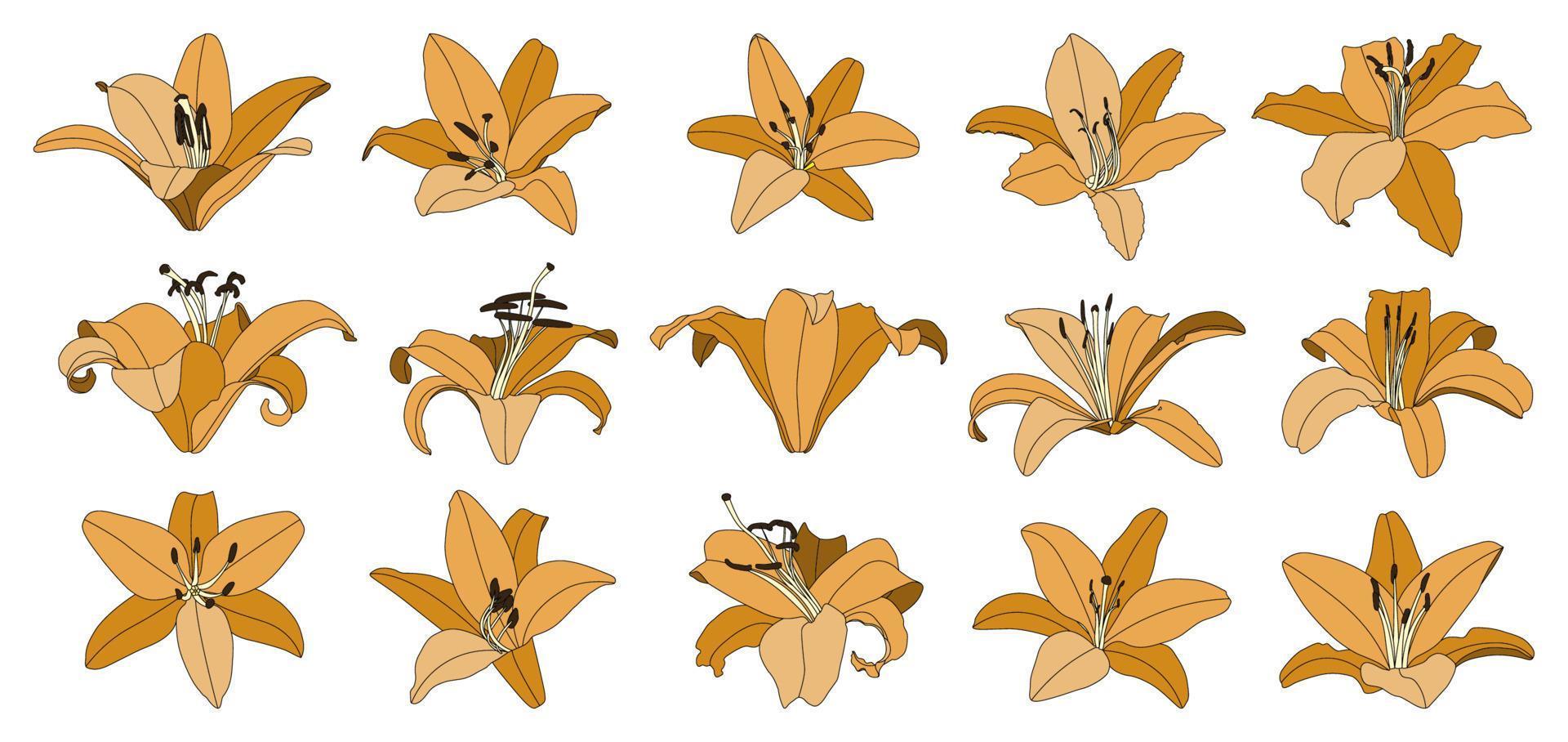 conjunto de vector de flor de lirio naranja dibujado a mano aislado