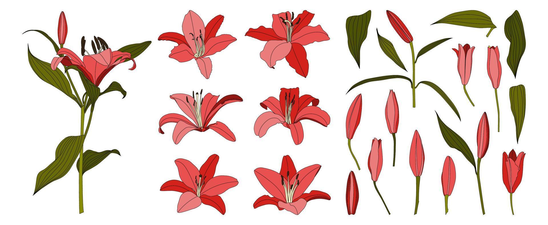 Set of isolated hand drawn red lily flower vector