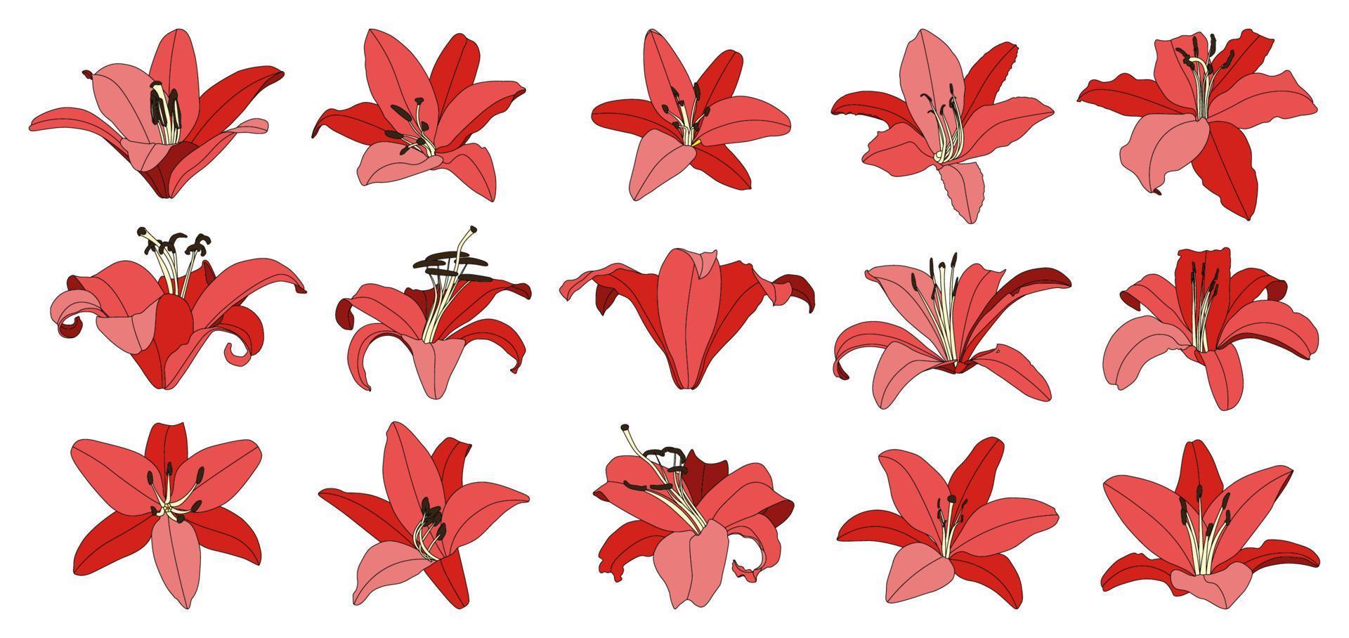 conjunto de vector de flor de lirio rojo dibujado a mano aislado