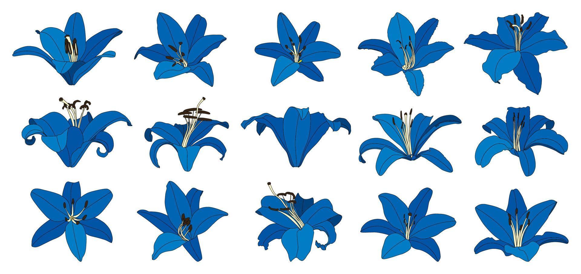 Blue Lily Vector Art, Icons, and Graphics for Free Download