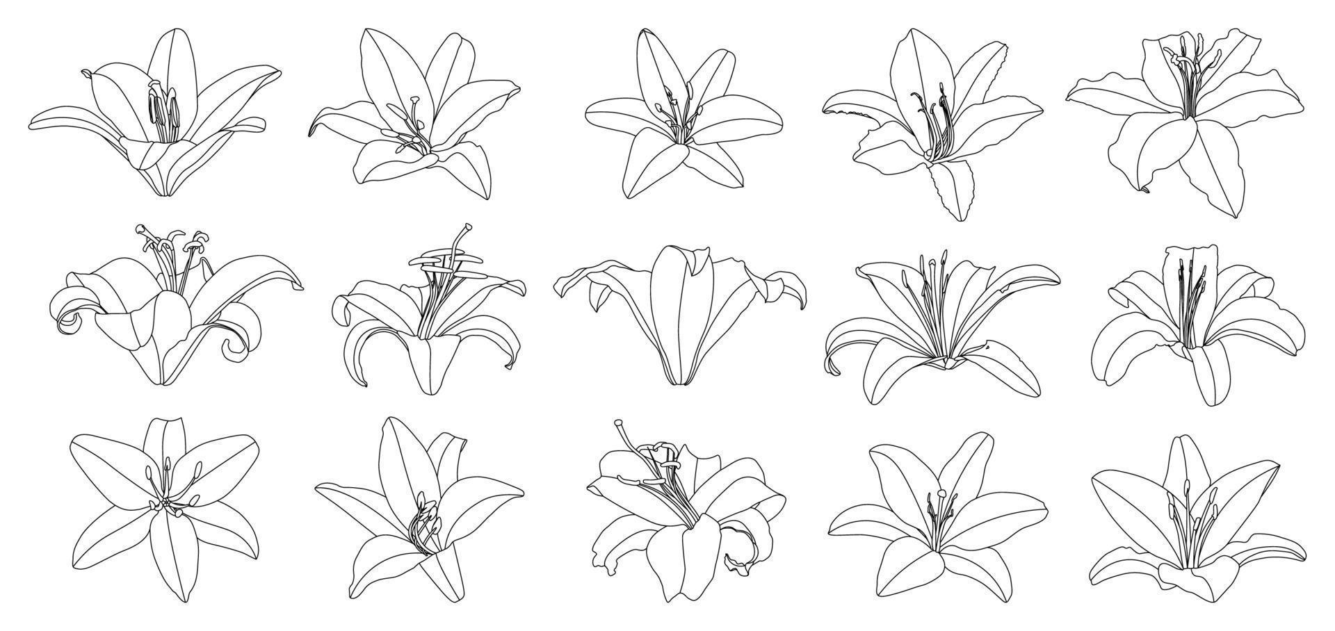 Set of isolated hand drawn outline lily flower vector