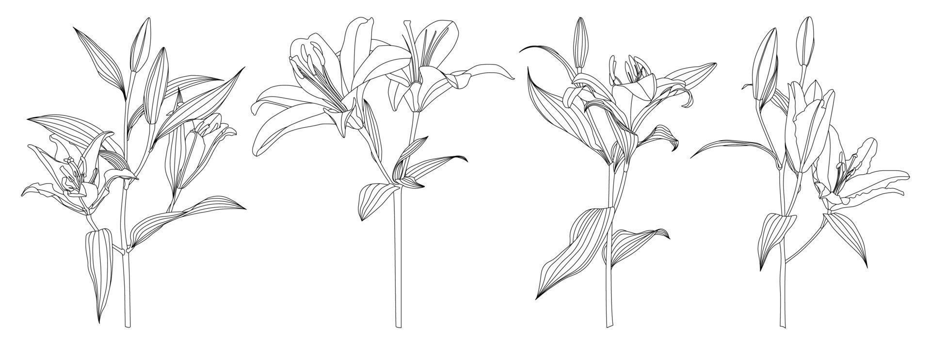 Set of isolated hand drawn outline lily flower vector