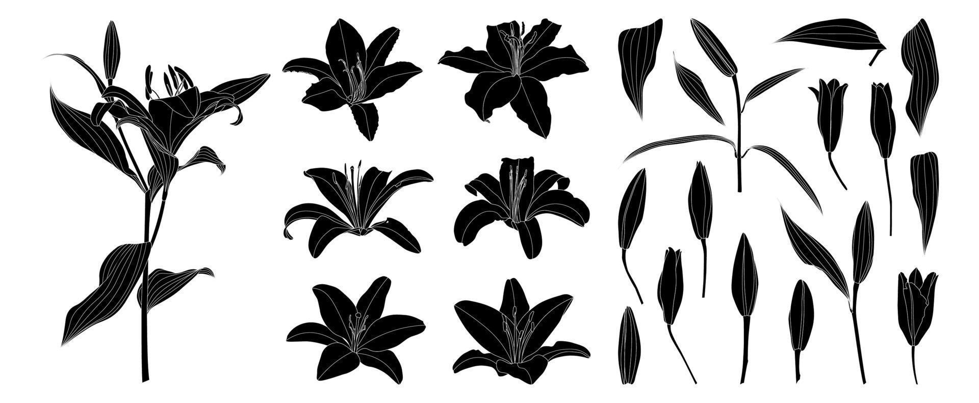 Set of isolated silhouette lily flower vector