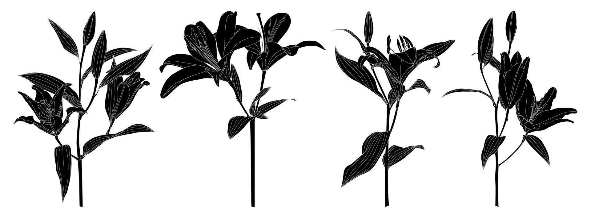 Set of isolated silhouette lily flower vector