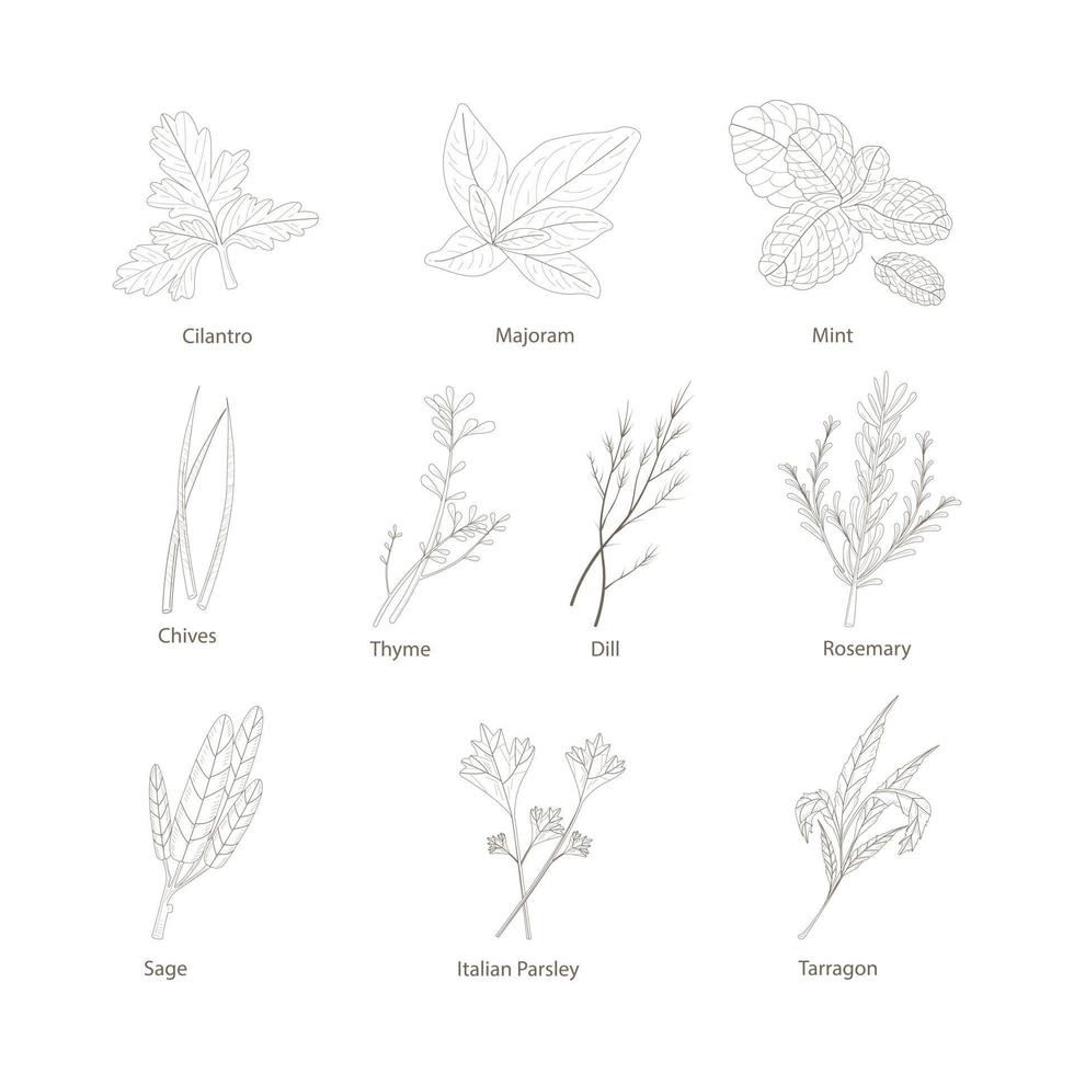 Hand drawn set with herbs and spices. Design elements isolated on white. Cooking icons. vector