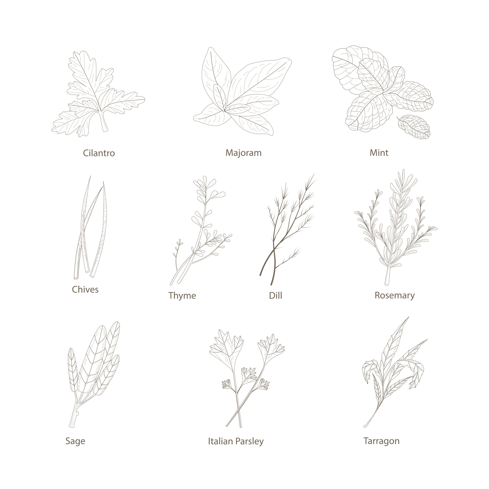 Hand drawn set with herbs and spices. Design elements isolated on white ...