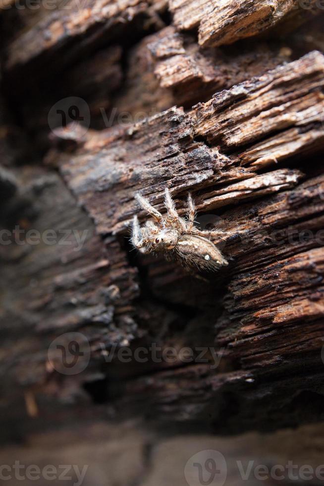 Spider perched on old wooden planks photo