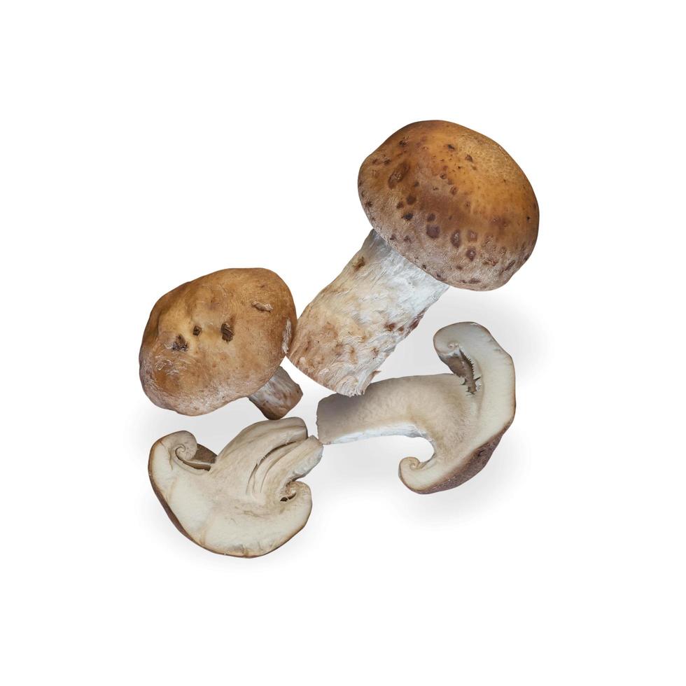 Shitake mushroom isolated on white background. Healthy plant based food diet lifestyle. photo