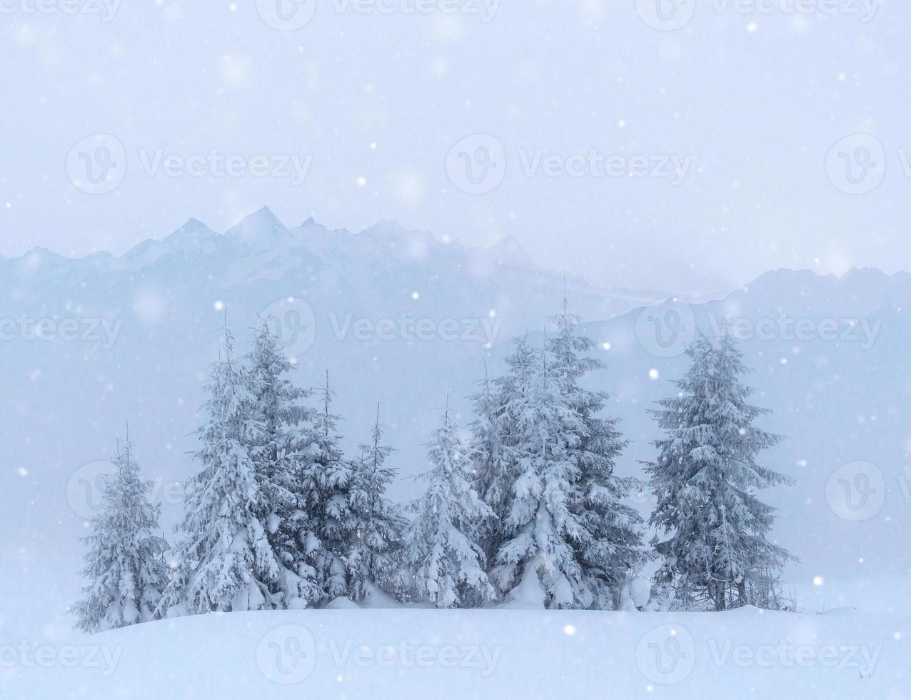 Mysterious winter landscape majestic mountains in the winter. Nice thick fog. Magical winter snow covered tree. Photo cards. light effect bokeh, soft filter. Carpathian. Ukraine.