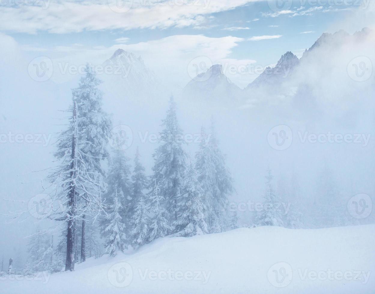 Mysterious winter landscape majestic mountains in the winter. Nice thick fog. Magical winter snow covered tree. Photo cards. light effect bokeh, soft filter. Carpathian. Ukraine.