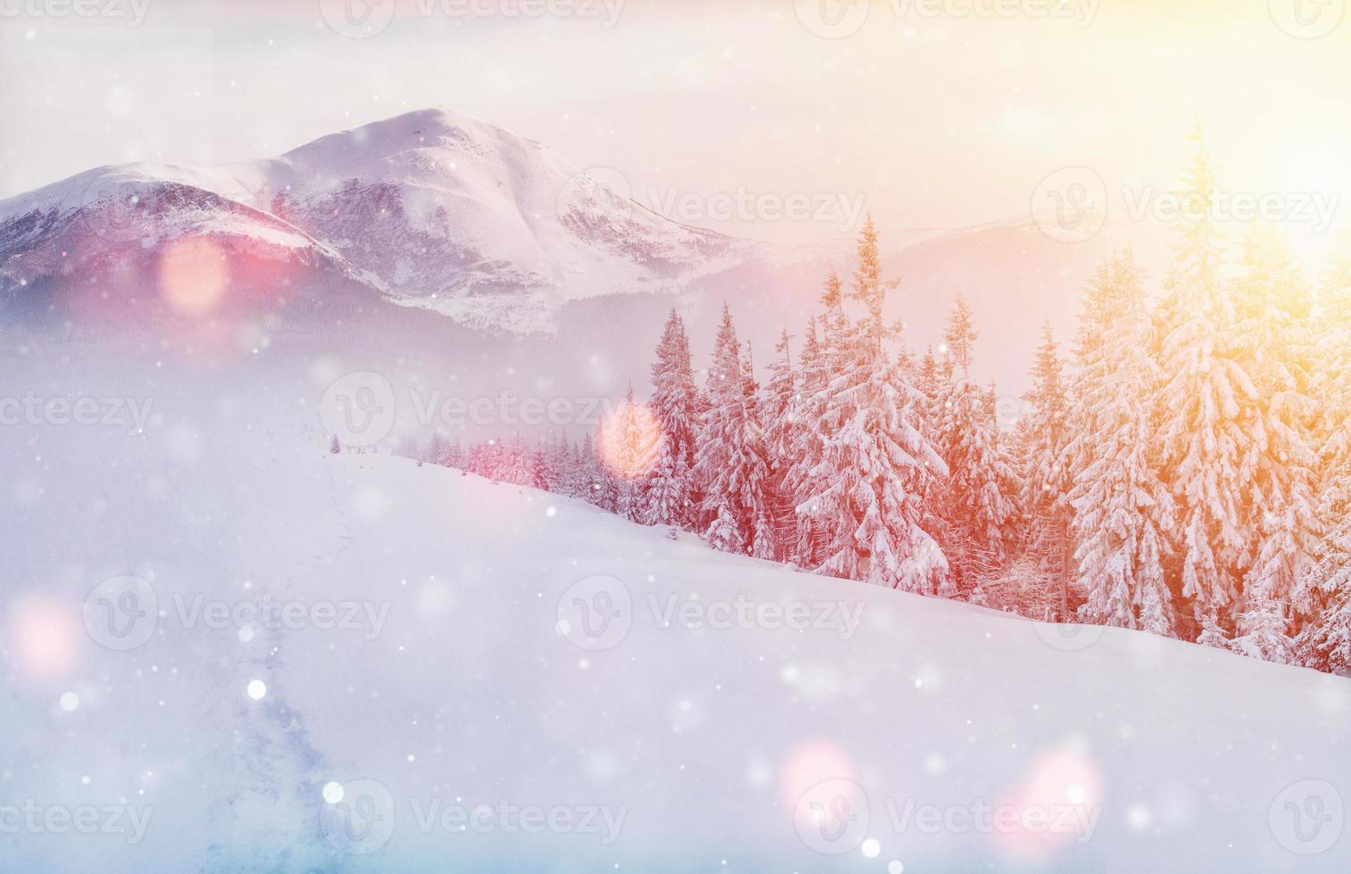 Mysterious winter landscape majestic mountains in winter. Magical winter snow covered tree. Photo greeting card. Bokeh light effect, soft filter. Carpathian. Ukraine.