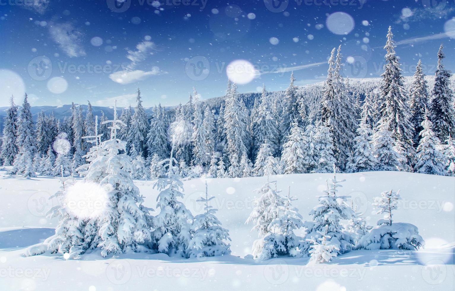 Winter tree in snow. Carpathian, Ukraine, Europe. Bokeh light effect, soft filter. photo
