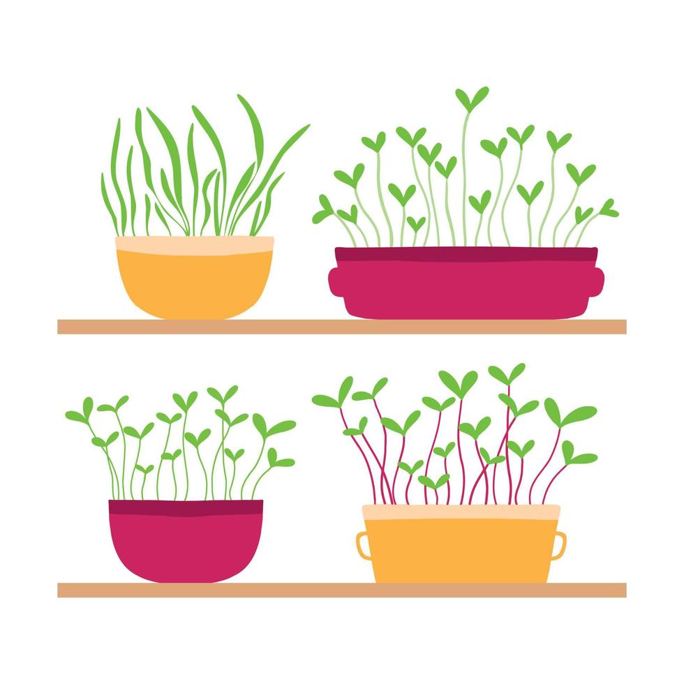 Vector illustration of a stele with potted plants. Shelf with microgreens. Growing microgreens.