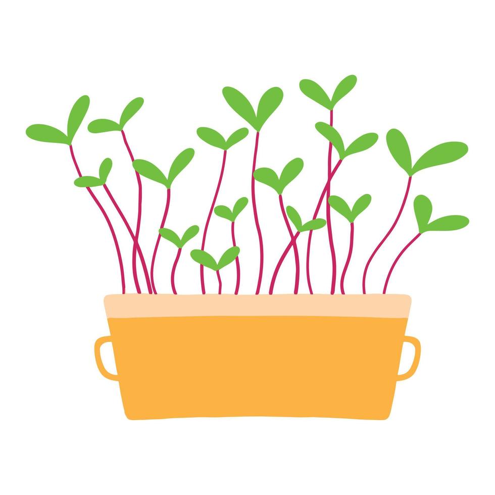 Pot of microgreens. Microgreens peas, radish, onion, arugula. sunflower, beets and others. Vector illustration isolated on white background. Drawn style.