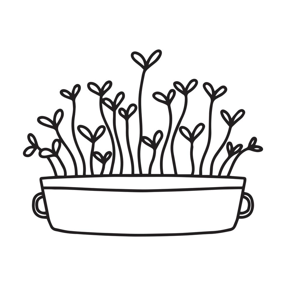 Pot of microgreens. Microgreens peas, radish, onion, arugula. sunflower, beets and others. Vector illustration isolated on white background. Doodle style.