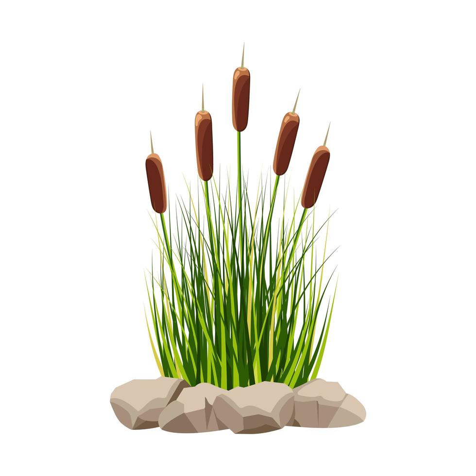 Lake reeds with grass and stones. Vector illustration of cattail isolated on white.
