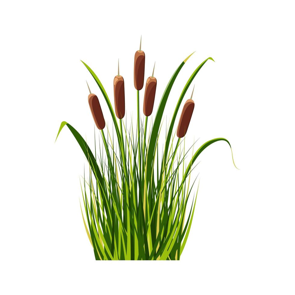 Bush of reeds in the grass, isolated on white. Cattail illustration in cartoon style. vector