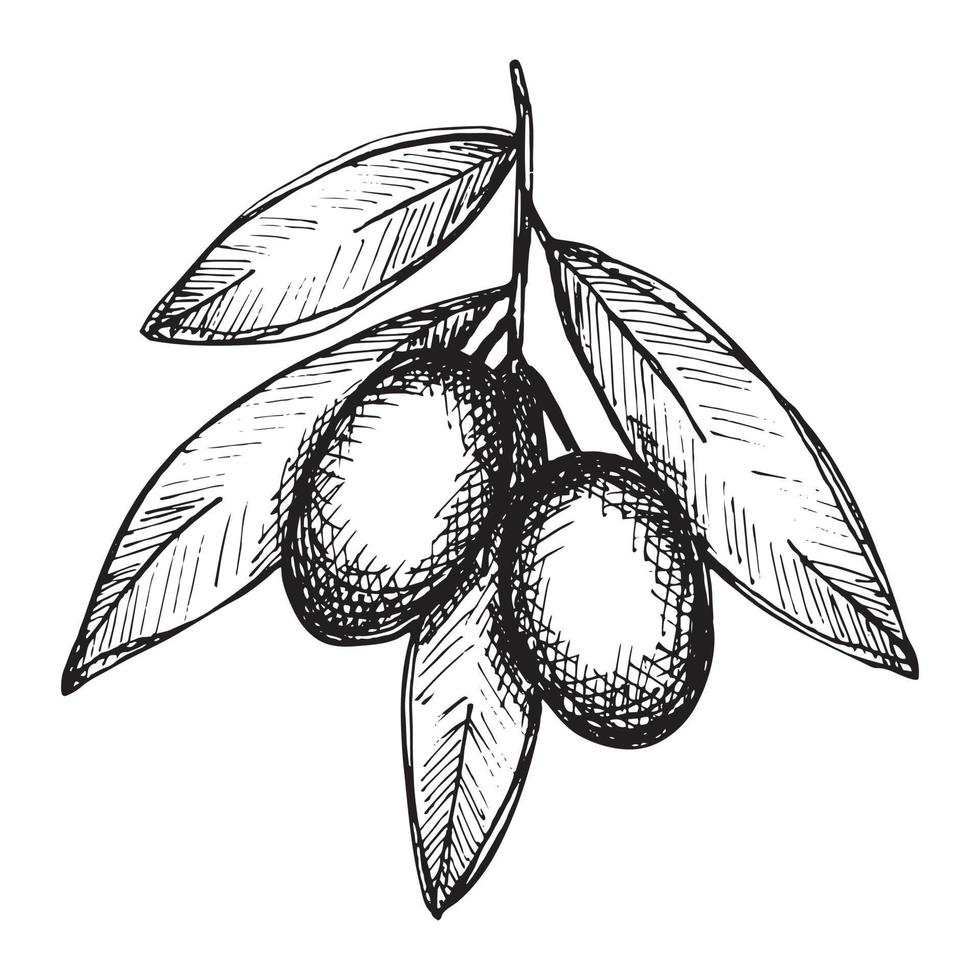 Vector sketch of olive branch. Hand drawn outline clipart. Eco food illustration isolated on white background.