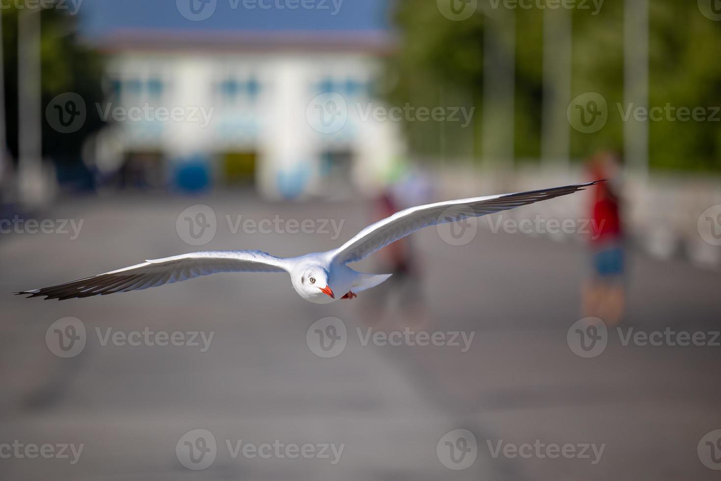 Seagulls at Bang Pu. The cold migratory seagulls from Siberia to the warm regions of Thailand. Making Bang Pu become one of the most important tourist destinations in Thailand. photo