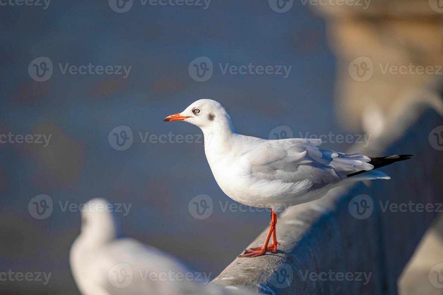 gaviotas en bang pu. las gaviotas migratorias frías de siberia a las regiones cálidas de tailandia. haciendo que bang pu se convierta en uno de los destinos turísticos más importantes de tailandia. foto