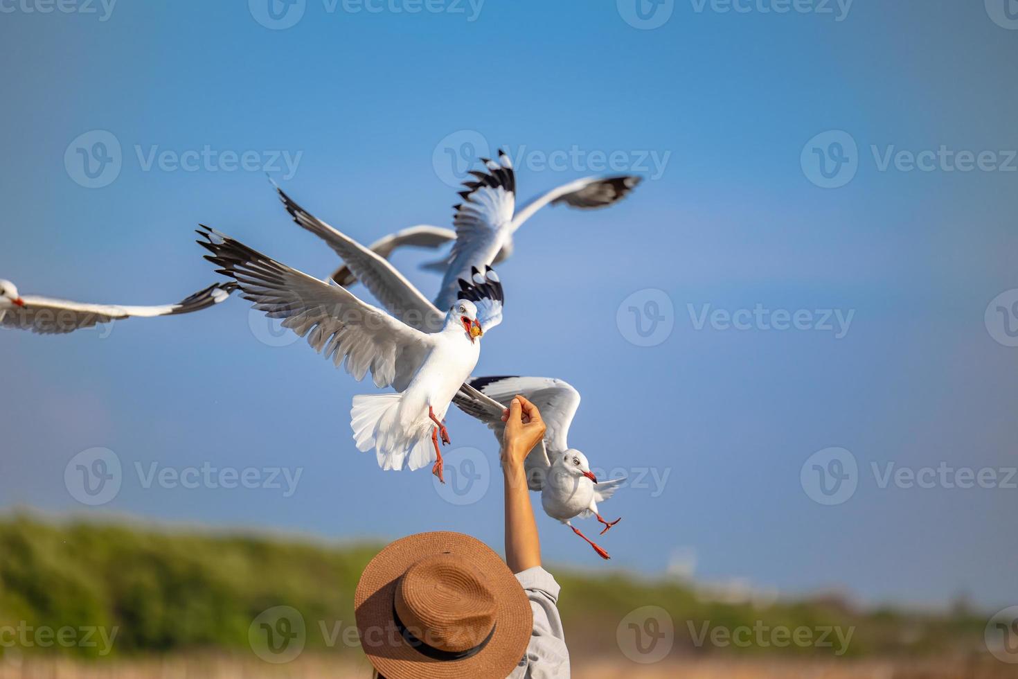 Seagulls at Bang Pu. The cold migratory seagulls from Siberia to the warm regions of Thailand. Making Bang Pu become one of the most important tourist destinations in Thailand. photo