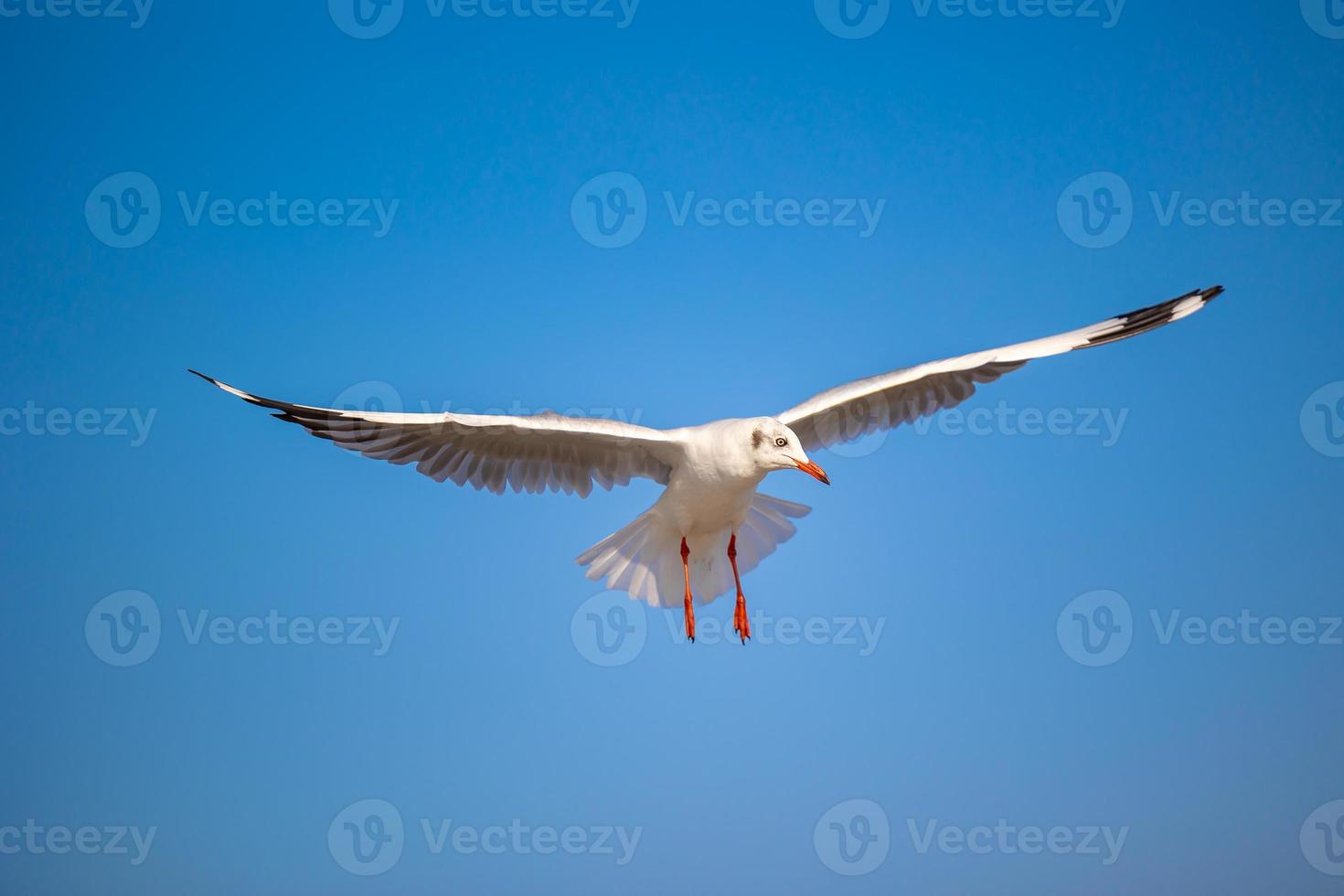 Seagulls at Bang Pu. The cold migratory seagulls from Siberia to the warm regions of Thailand. Making Bang Pu become one of the most important tourist destinations in Thailand. photo