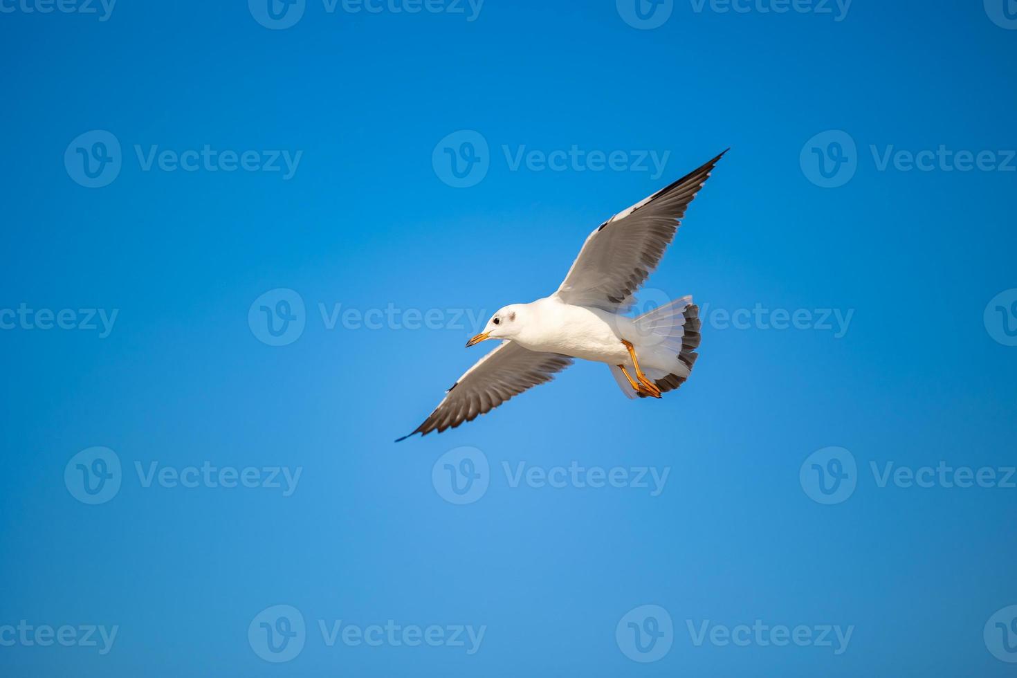 Seagulls at Bang Pu. The cold migratory seagulls from Siberia to the warm regions of Thailand. Making Bang Pu become one of the most important tourist destinations in Thailand. photo