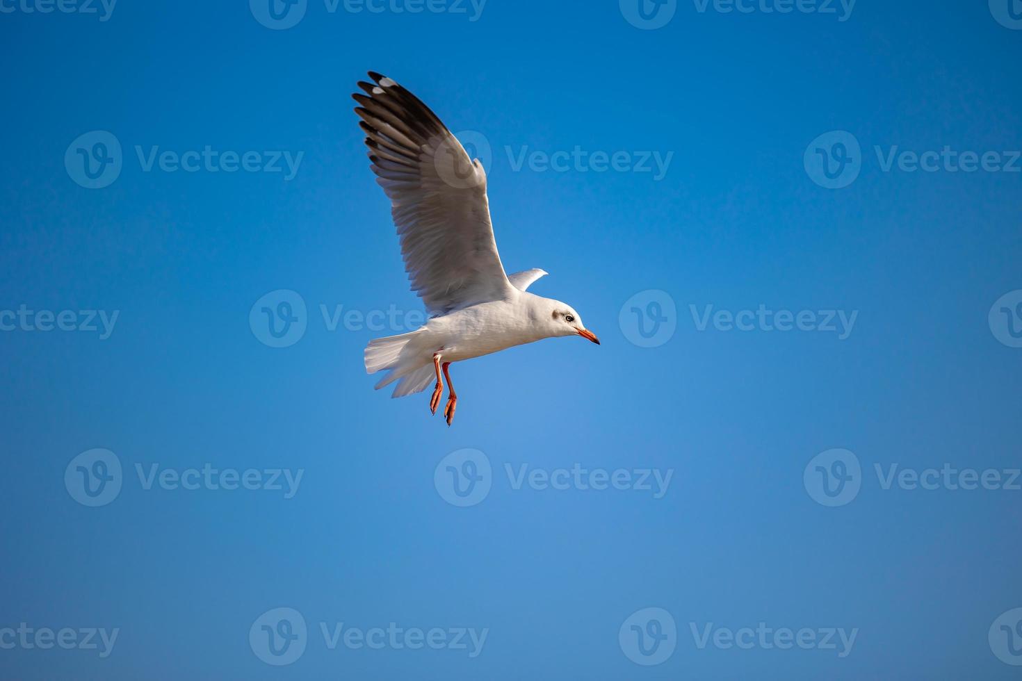 Seagulls at Bang Pu. The cold migratory seagulls from Siberia to the warm regions of Thailand. Making Bang Pu become one of the most important tourist destinations in Thailand. photo