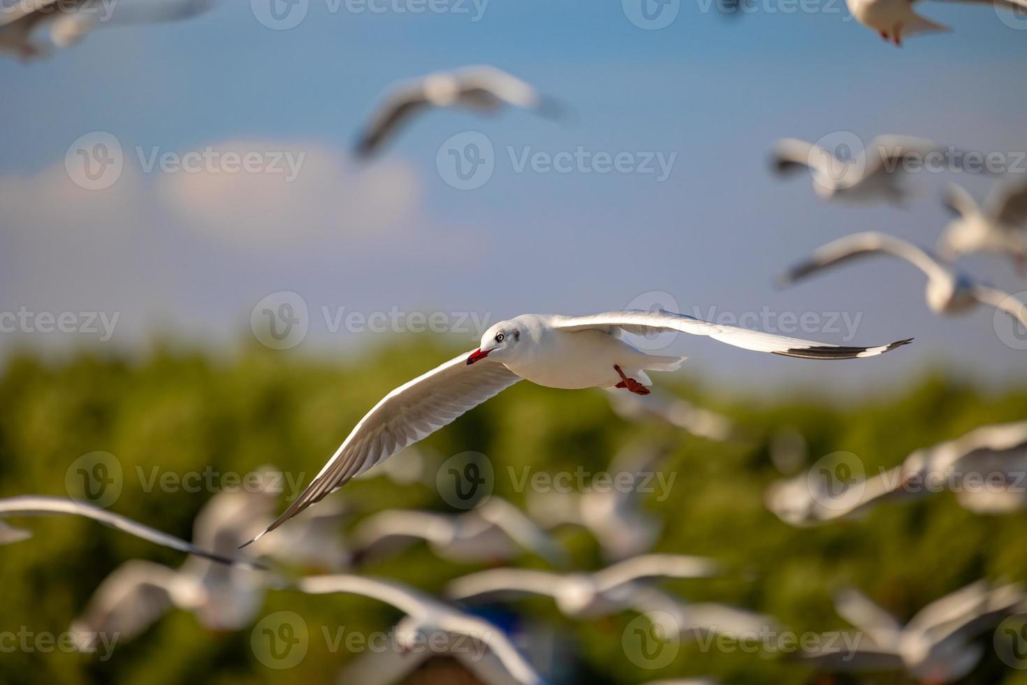Seagulls at Bang Pu. The cold migratory seagulls from Siberia to the warm regions of Thailand. Making Bang Pu become one of the most important tourist destinations in Thailand. photo
