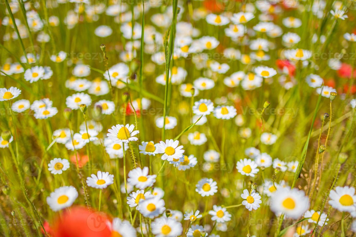 naturaleza pacífica con chamomiles blancos sobre fondo de hierba verde. flores de margarita de ojo de buey en el prado de hierba verde. paisaje de campo en vista de primer plano foto