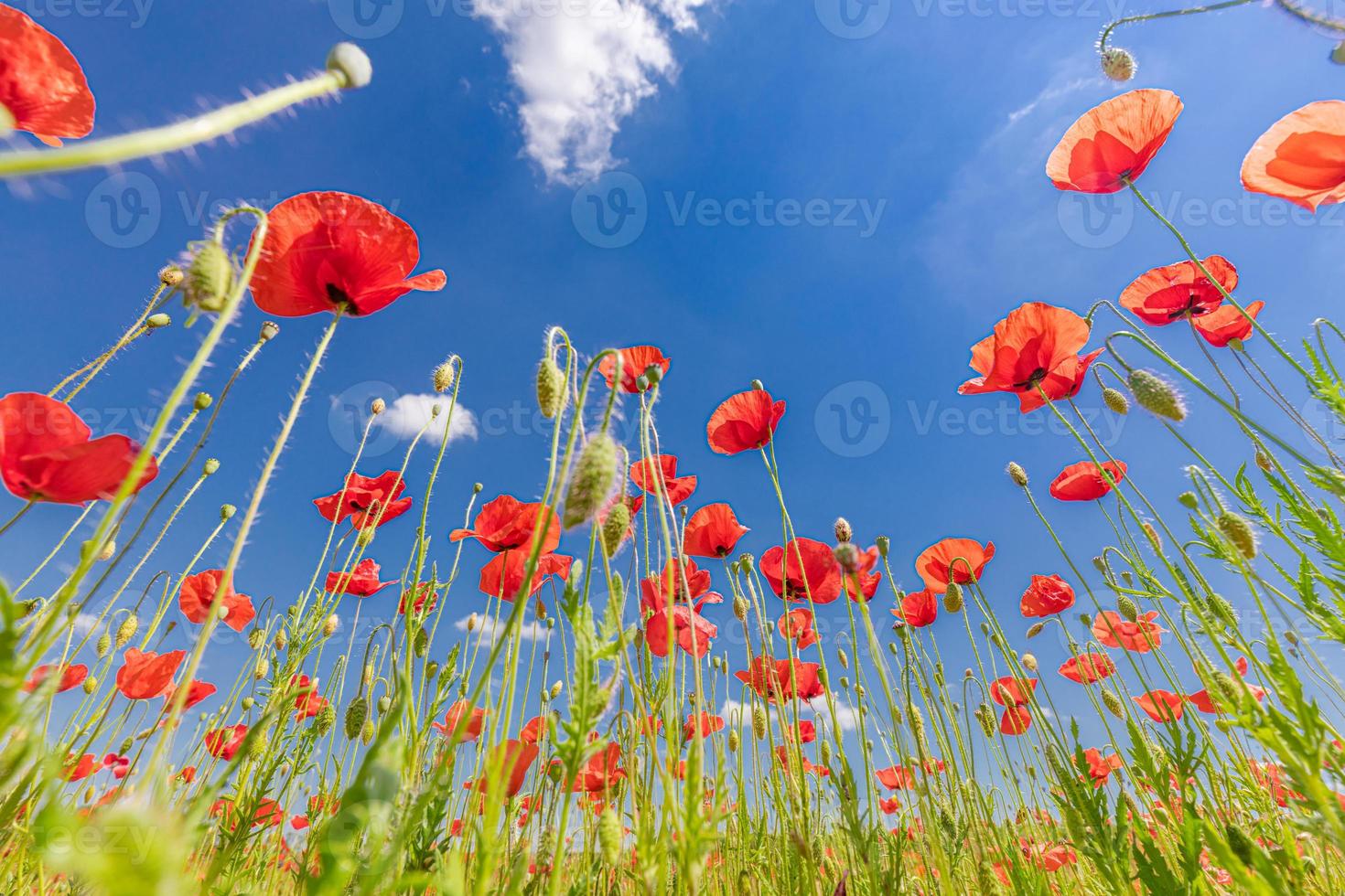 Red poppy flowers on sunny blue sky, poppies spring blossom, green meadow with flowers. Seasonal springtime landscape, relaxing nature closeup photo