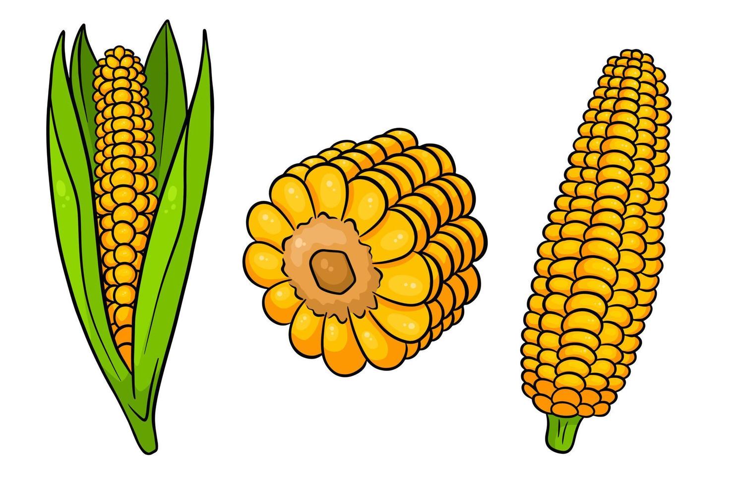 Corn set. Fresh corn cobs with and without leaves. vector