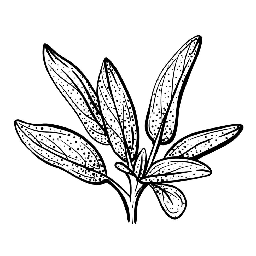 Sage isolated on white background vector