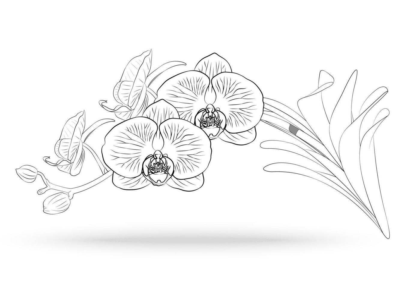 orchid flower vector