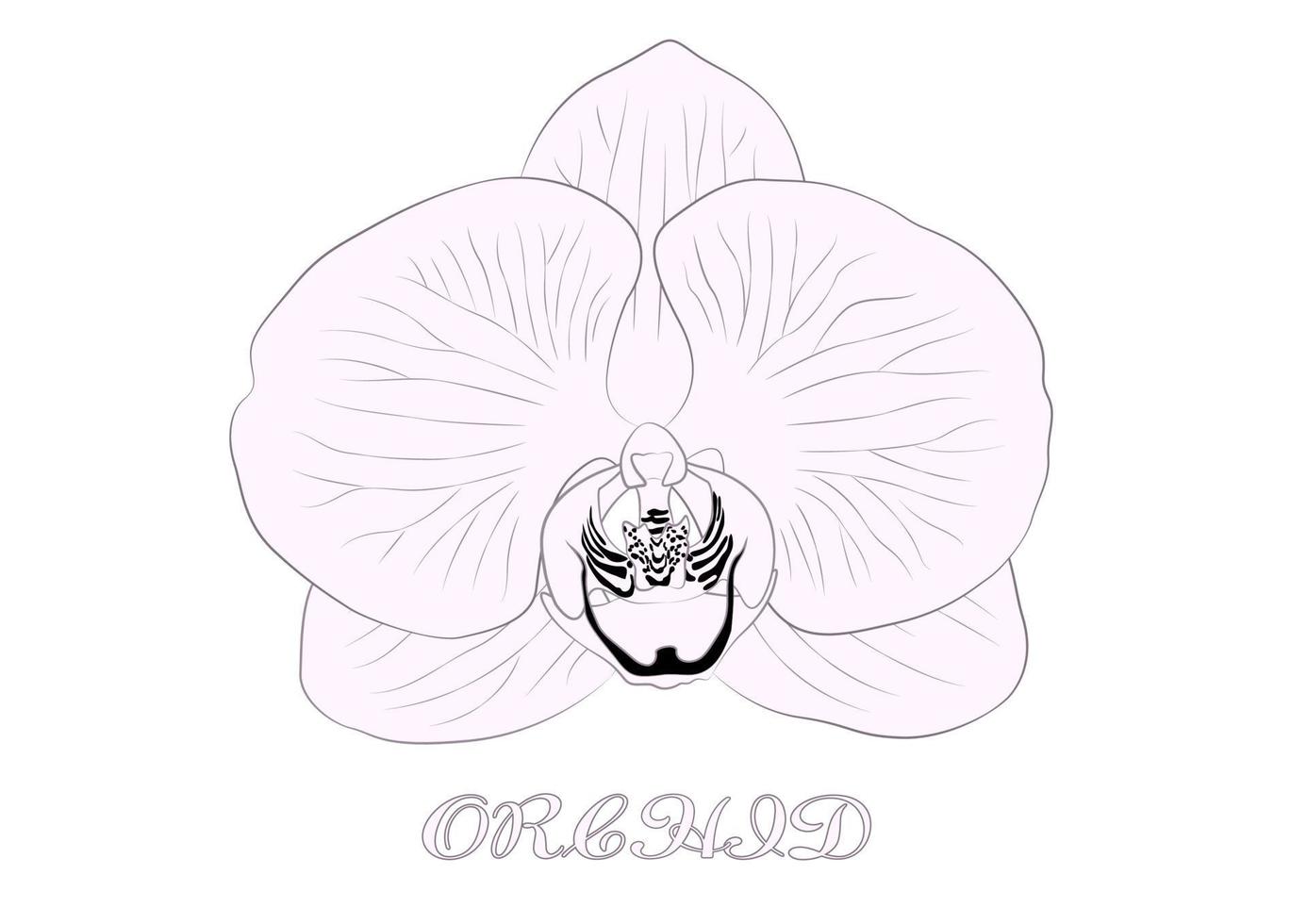 vector de flor de orquídea