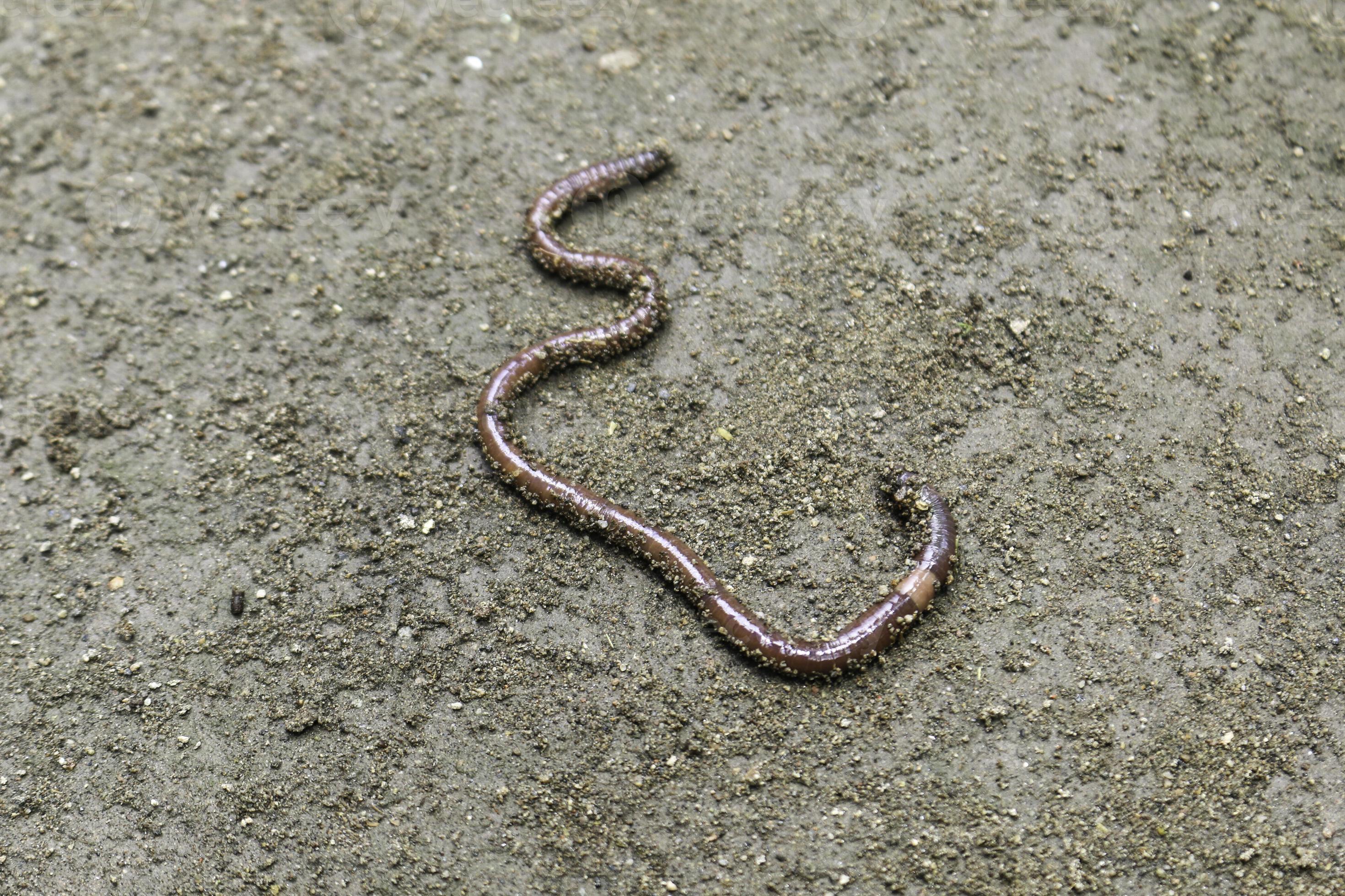 Earth worm close-up in a fresh wet earth, visible rings on the body of a  worm 6402847 Stock Photo at Vecteezy